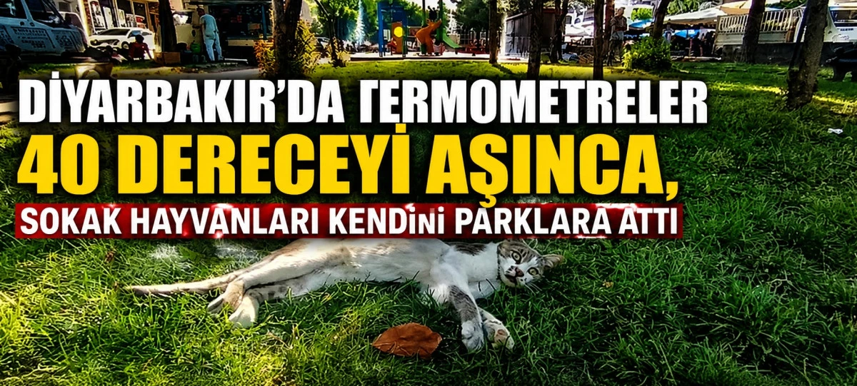 40 Derecede Sokak Hayvanları Parklara Sığındı