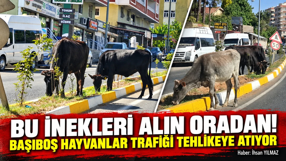 Bu İnekleri Alın Oradan!