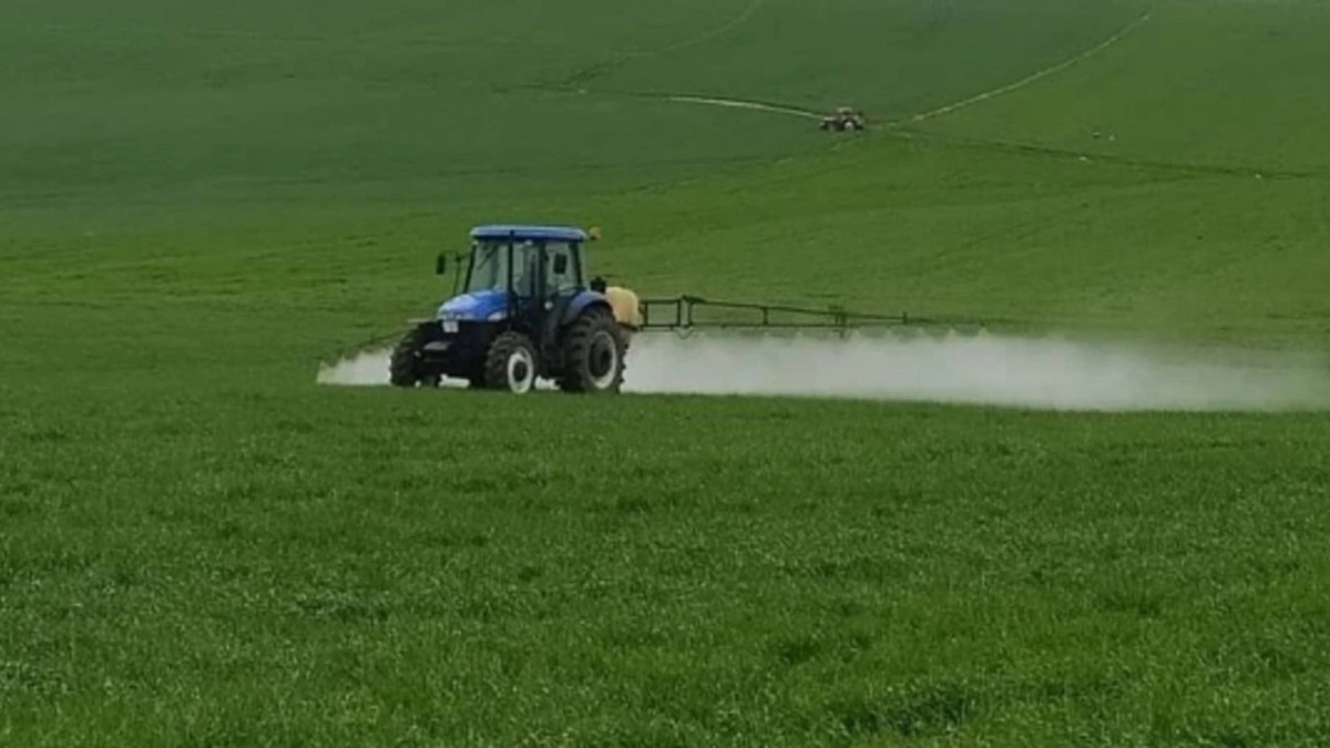 Buğdayda sarı pas darbesine dikkat!