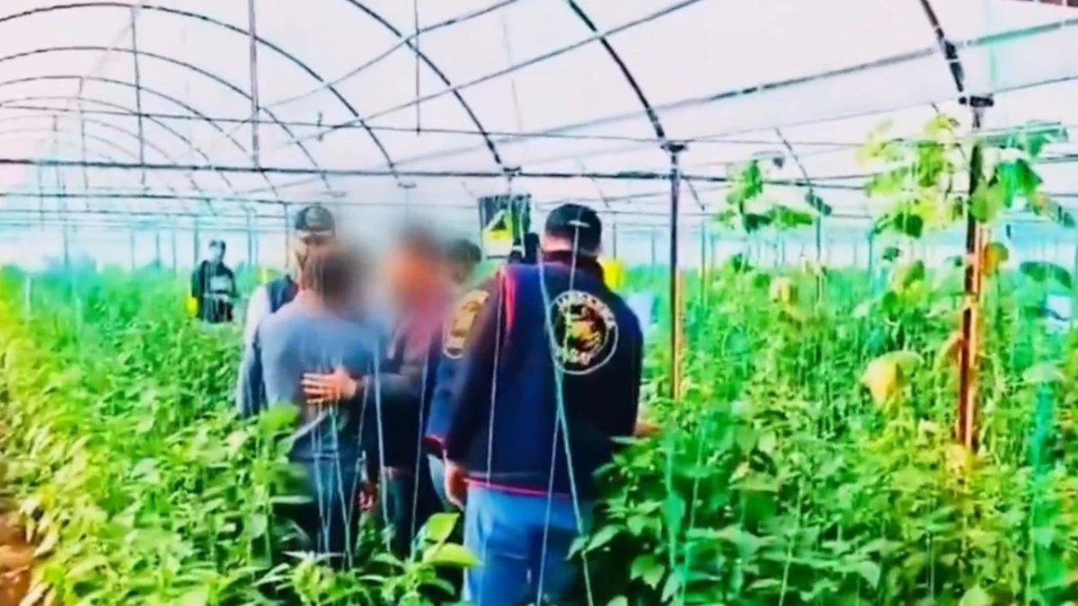 Cinayeti Diyarbakır&rsquo;da işledi, Antalya&rsquo;daki serada yakalandı