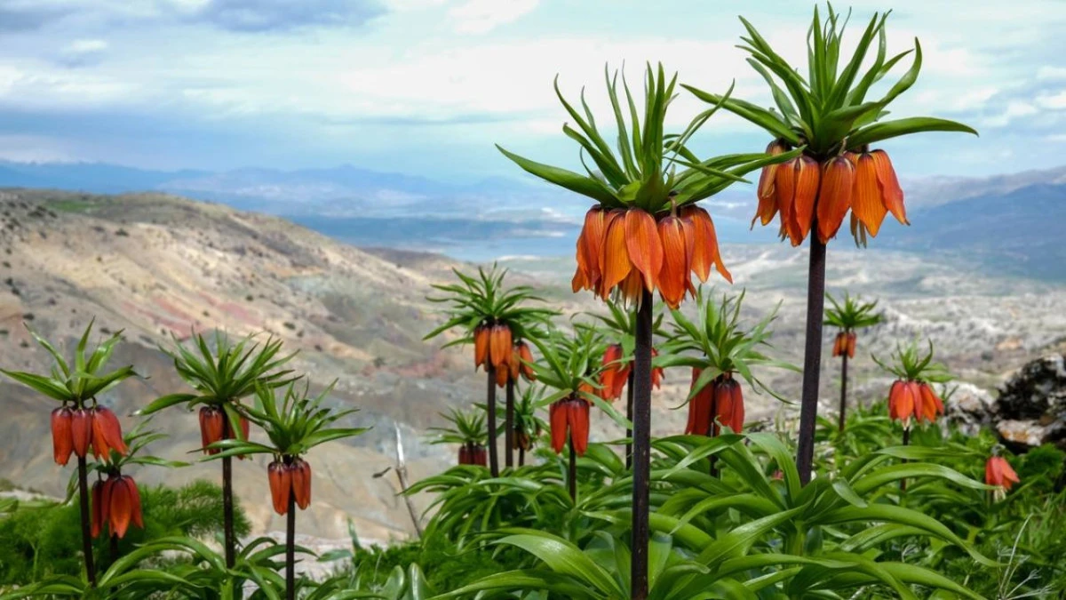 Diyarbakır Sakız Dağı&rsquo;nda ters lale ş&ouml;leni