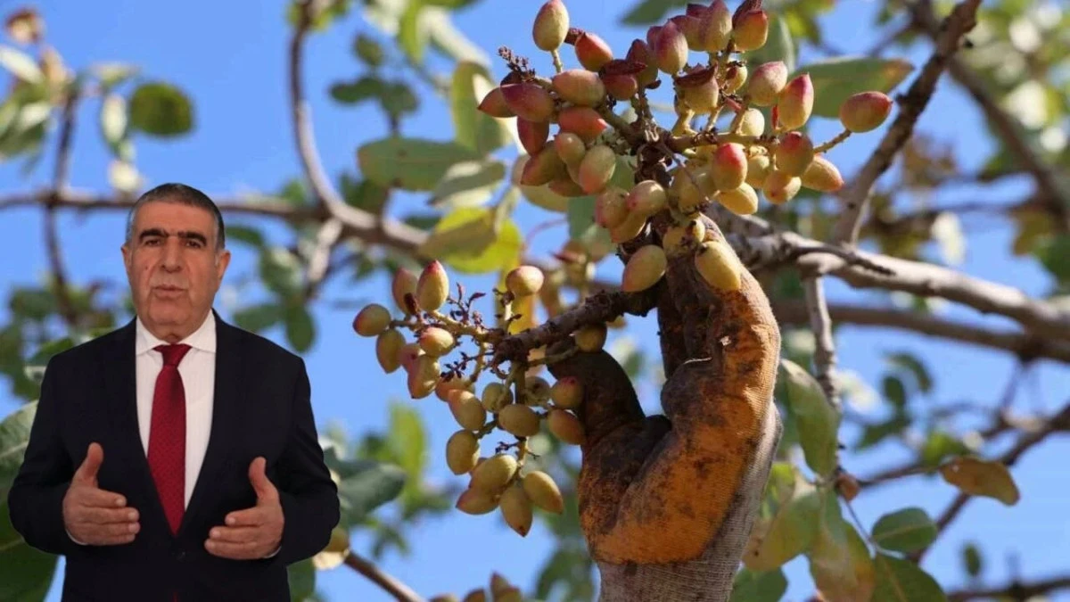 Diyarbakır 'yeşil' altında kar etti