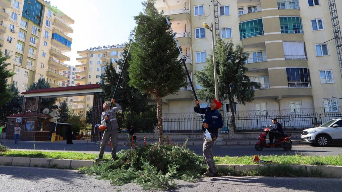 Diyarbakır’da 4 milyon 500 bin ağaç budanacak