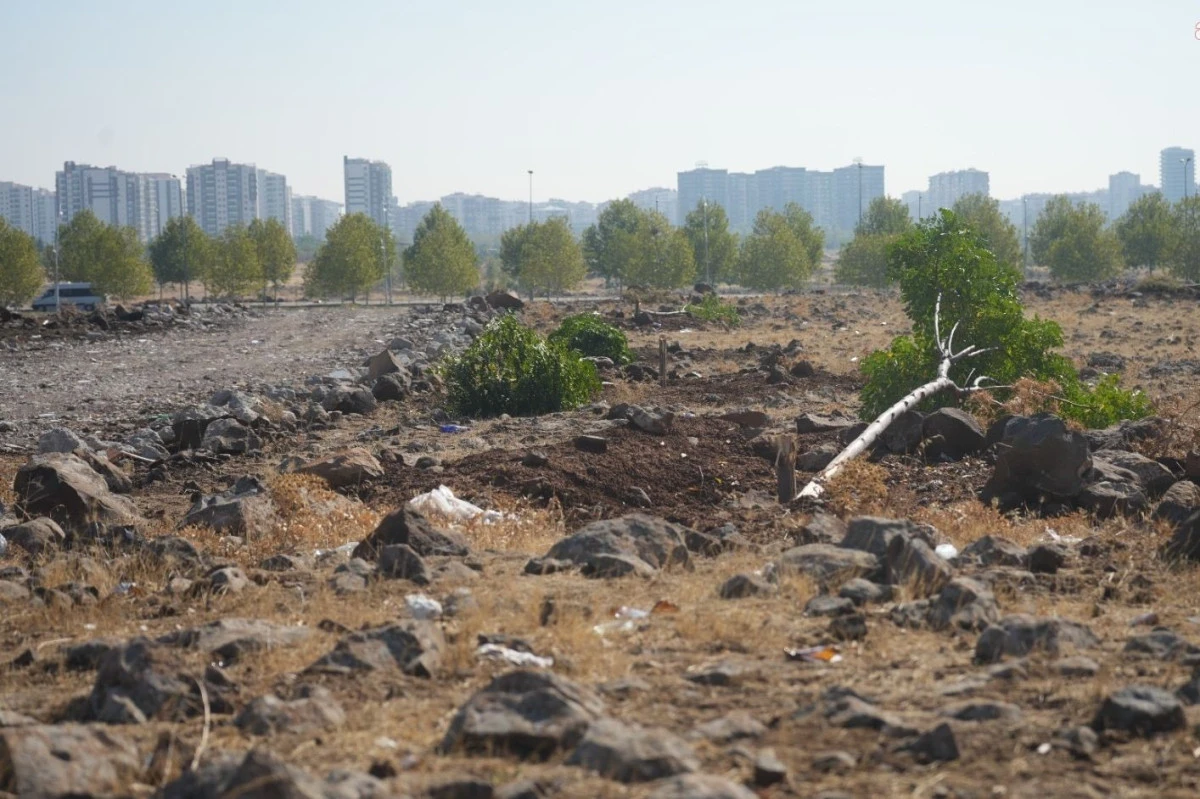 Diyarbakır’da ağaç katliamı