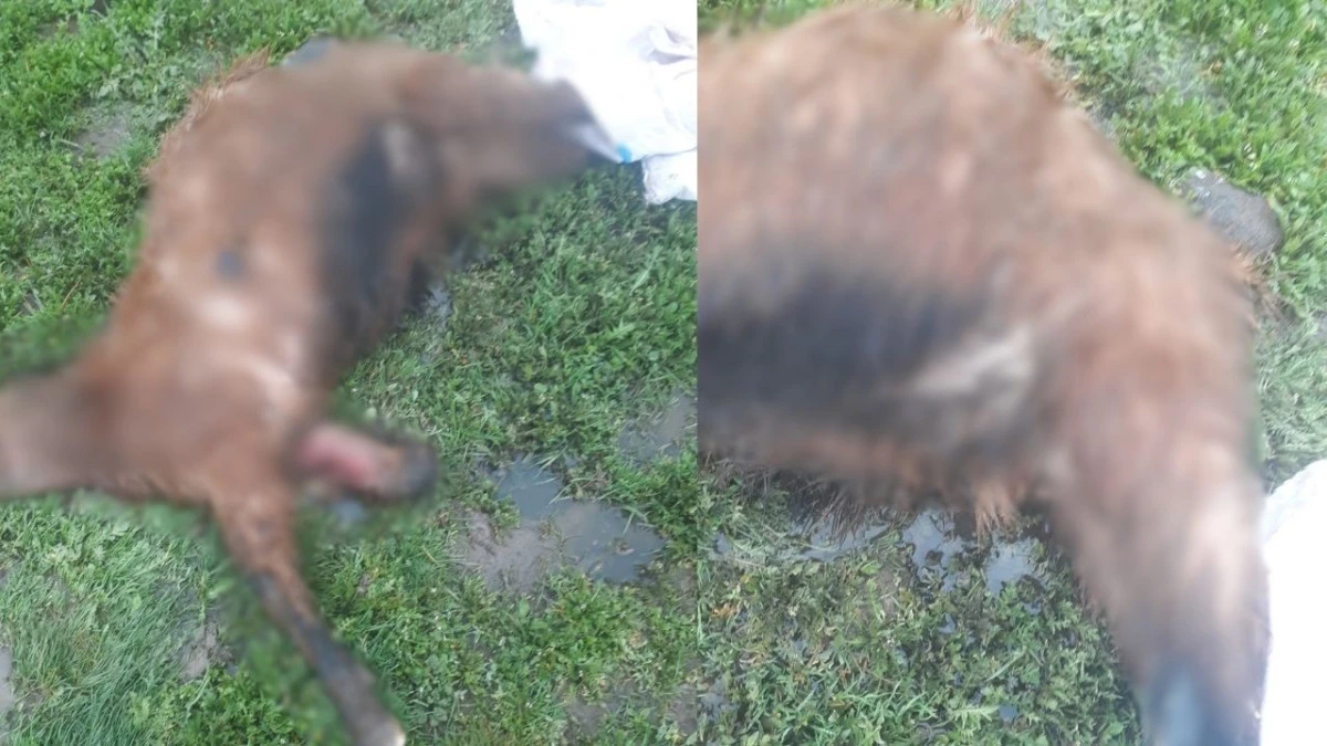 Diyarbakır&rsquo;da k&ouml;pekler koyun s&uuml;r&uuml;s&uuml;ne saldırdı