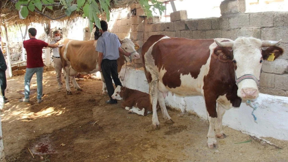Diyarbakır’da yeni bir hastalık hortladı! Hayvanlar birer birer ölüyor