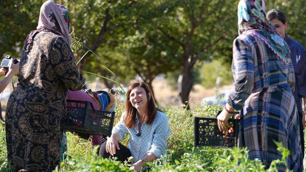 Diyarbakır’da yerel tohumlar hayat buldu, hasat başladı
