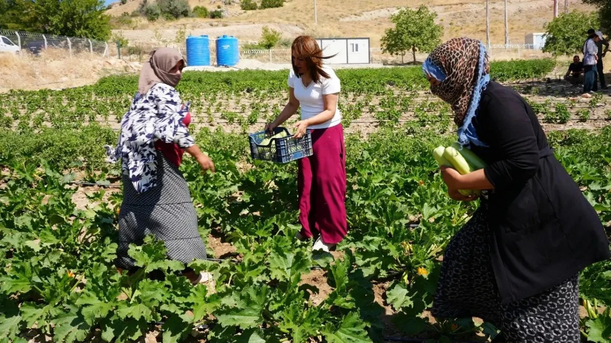 Diyarbakır&rsquo;daki Kom&uuml;n Bostan&rsquo;dan ilk hasat