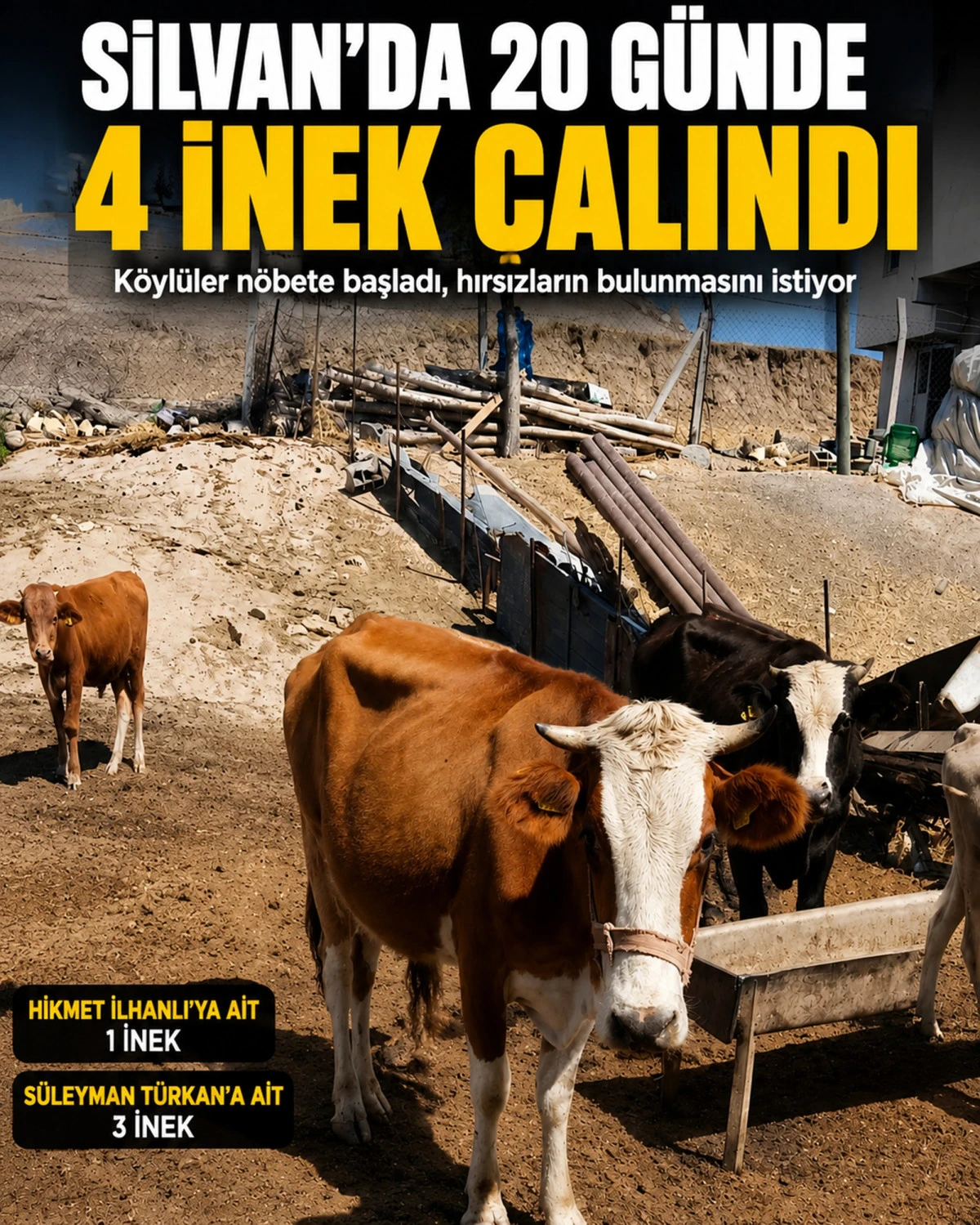 Silvan&rsquo;da 20 G&uuml;nde 4 İnek &Ccedil;alındı