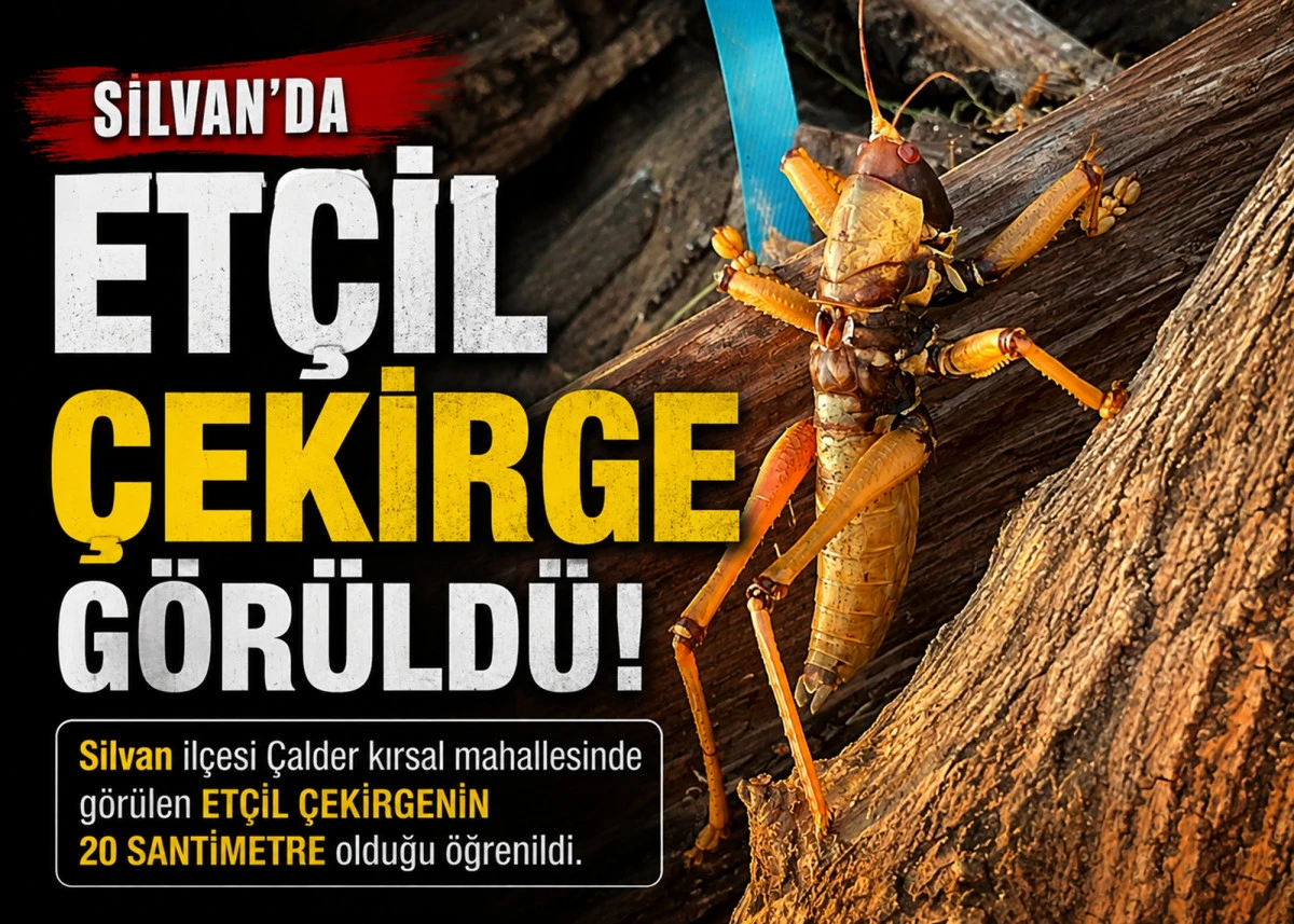 Silvan&rsquo;da 20 Santimetrelik Dev Et&ccedil;il &Ccedil;ekirge G&ouml;r&uuml;ld&uuml;