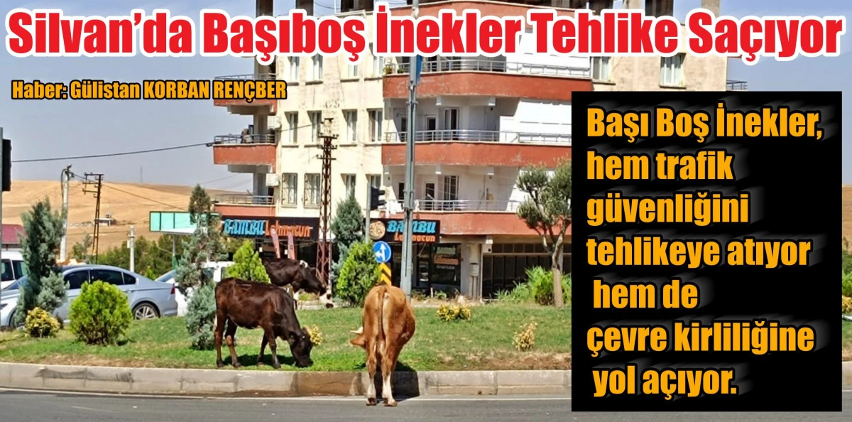 Silvan’da Başıboş İnekler Tehlike Saçıyor