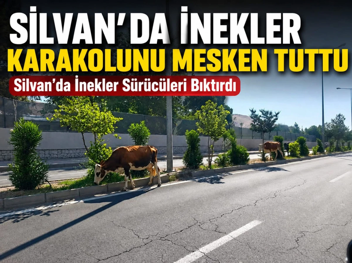 Silvan'da Başıboş İnekler Trafiği Tehlikeye Atıyor