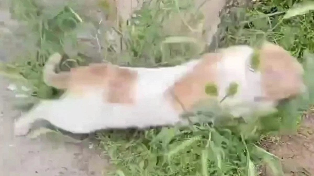 Silvan’da Çuvala koyulup atılan kedi, kurtarıldı