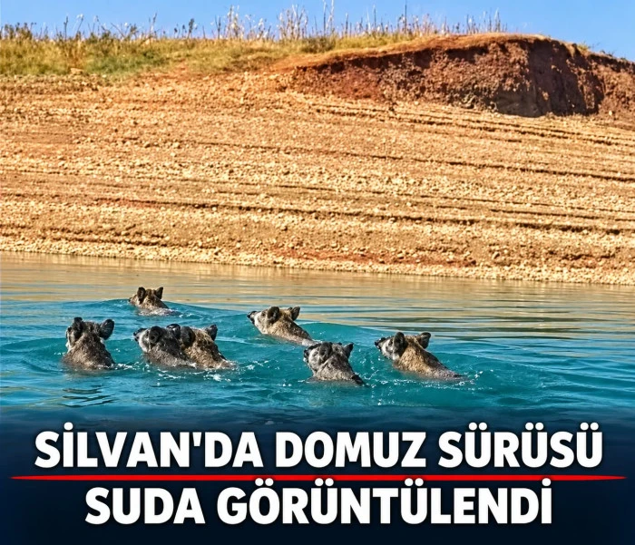 Silvan&rsquo;da domuz s&uuml;r&uuml;s&uuml; suda g&ouml;r&uuml;nt&uuml;lendi