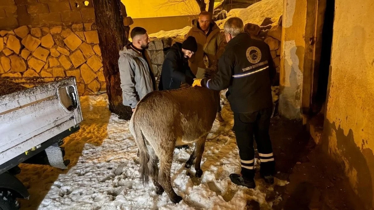 Silvan'da kar altında kalan eşek kurtarıldı
