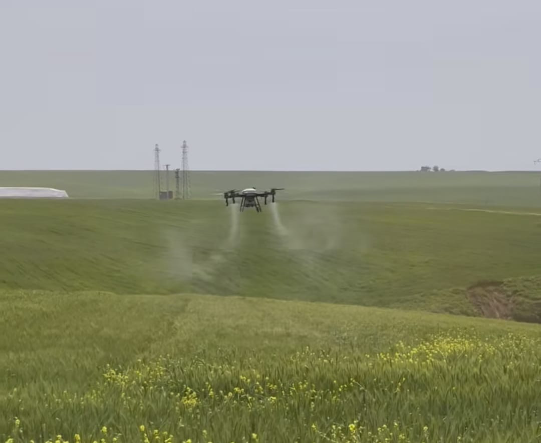 Tarlalarda drone ile ilaçlama dönemi başladı